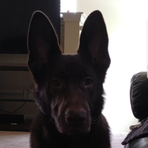 German Shepherd