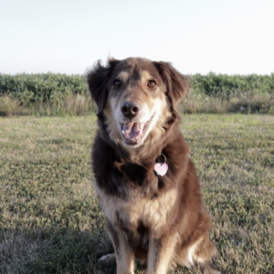 Brown and Tan dog