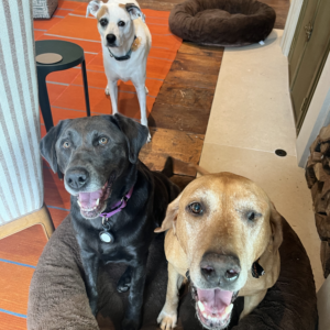 Three dogs