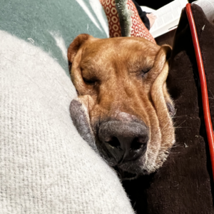 brown dog