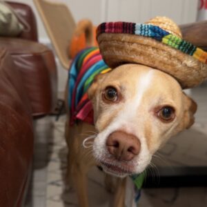 Almond colored dog in a sombrero