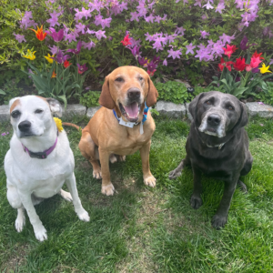 three dogs