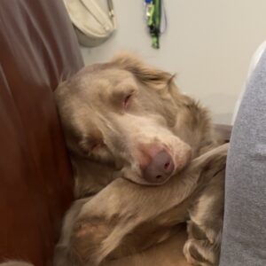 gray dog sleeping