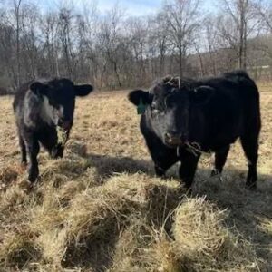 two black cows