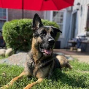 german shepherd dog with one ear up
