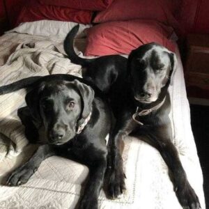 two black dogs