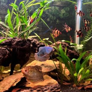 several fish in a tank