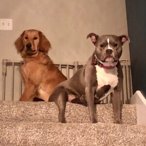 two dogs sitting at the top of a staircase