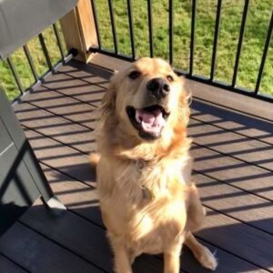 golden retriever