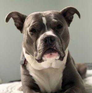 gray and white dog