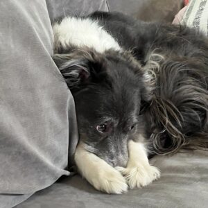 gray and white dog burying their snout