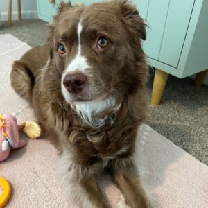 brown dog with white stripe