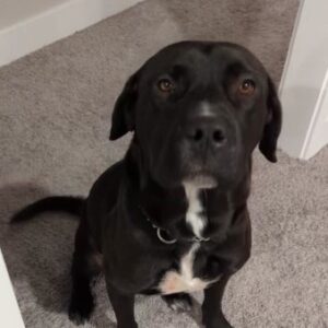 black dog with white chest