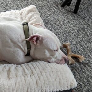 white dog sleeping