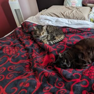 two cats on a red blanket