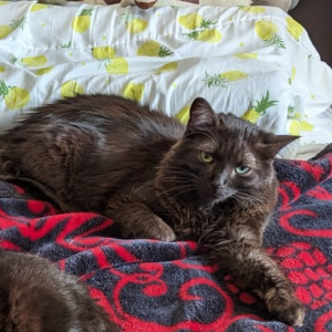 black and brown cat