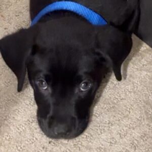 black puppy laying down