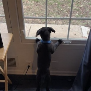 black puppy looking out window