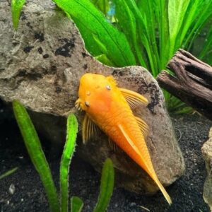 Goldfish